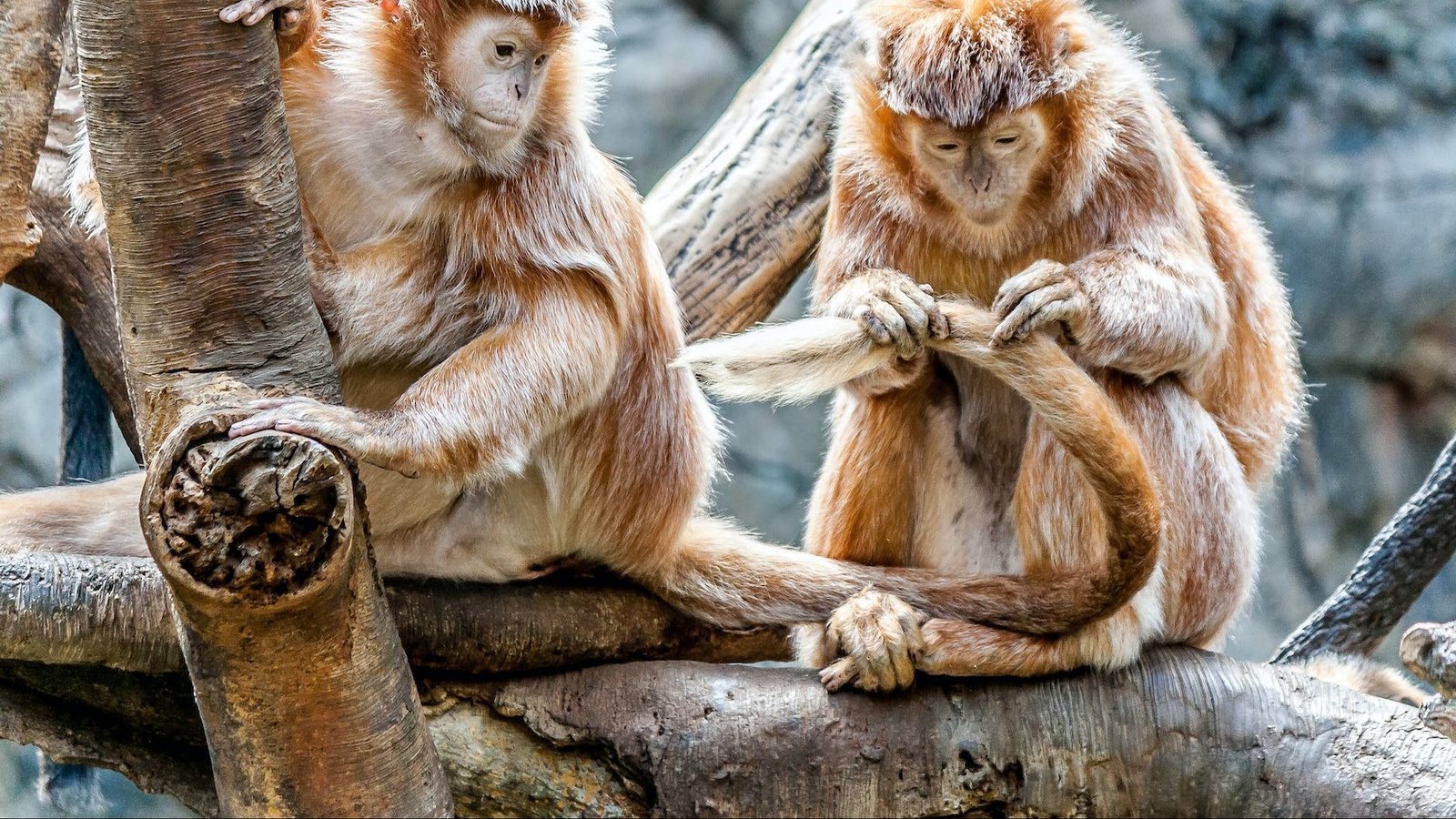 close up of monkey